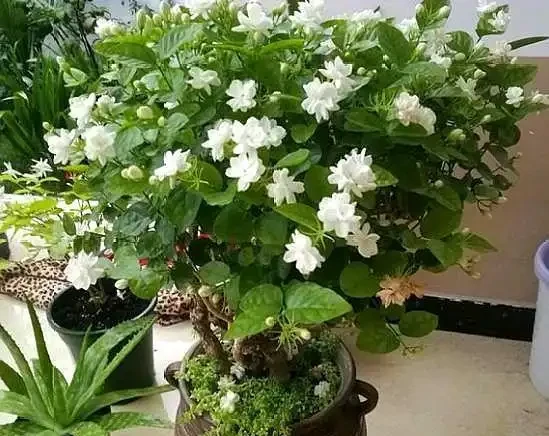 盆栽茉莉花,葉片乾枯脫落,拋開「自然現象」,還有3點原因