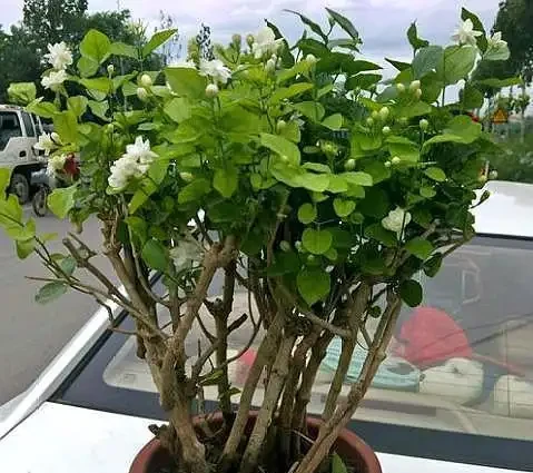 盆栽茉莉花,葉片乾枯脫落,拋開「自然現象」,還有3點原因
