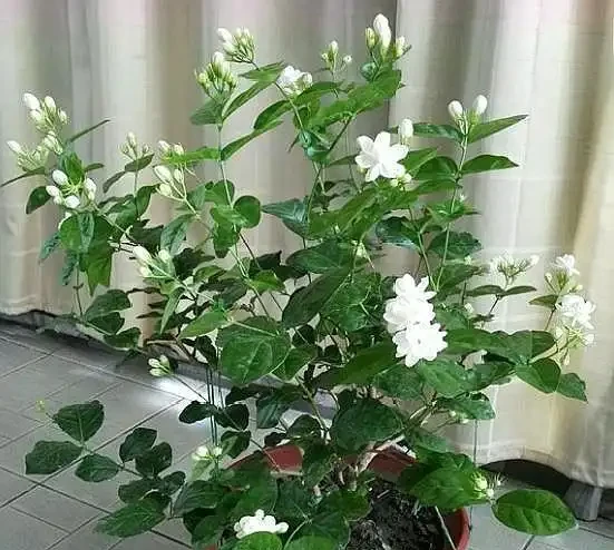 盆栽茉莉花,葉片乾枯脫落,拋開「自然現象」,還有3點原因