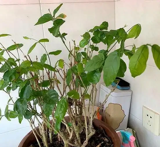 盆栽茉莉花,葉片乾枯脫落,拋開「自然現象」,還有3點原因