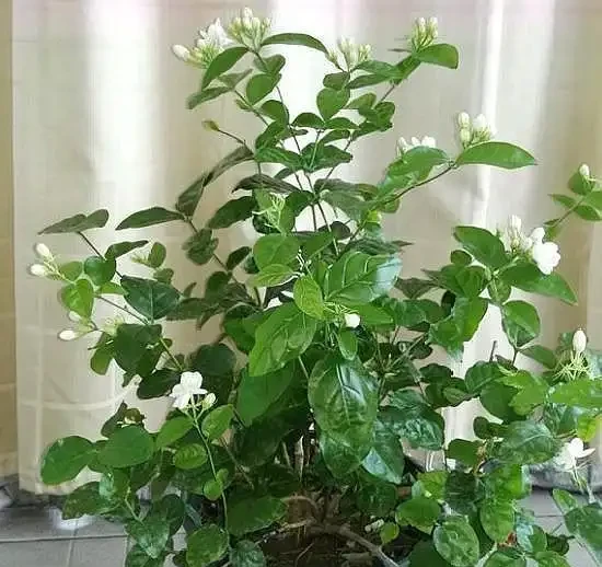 盆栽茉莉花,葉片乾枯脫落,拋開「自然現象」,還有3點原因