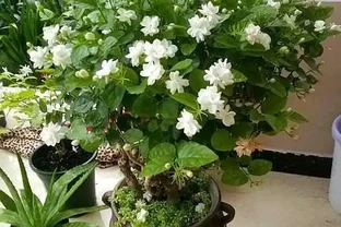 盆栽茉莉花，葉片乾枯脫落，拋開「自然現象」，還有3點原因