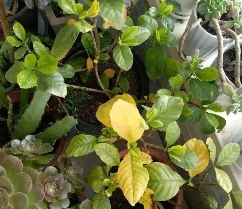 橘子花,鹼性土壤測試植物( ¨ )