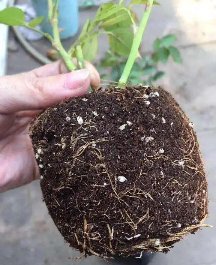 種植介質疏鬆透氣是養花第一要務