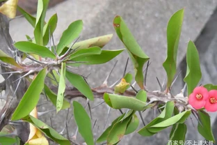 植物葉子發黃捲曲變幹，葉邊緣焦黃怎麼辦？找準原因，及時處理！