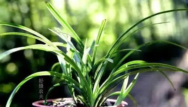 根系乾枯的蘭花如何種植,是否需要泡泡水?蘭友:那樣種不活