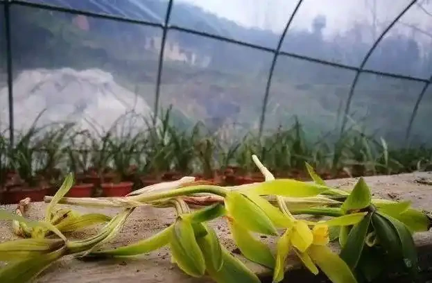 根系乾枯的蘭花如何種植,是否需要泡泡水?蘭友:那樣種不活