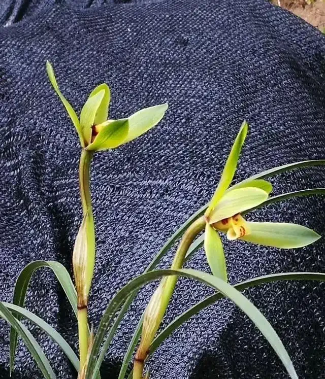 根系乾枯的蘭花如何種植,是否需要泡泡水?蘭友:那樣種不活