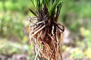 根系乾枯的蘭花如何種植，是否需要泡泡水？蘭友：那樣種不活