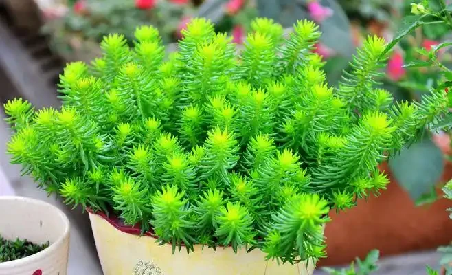 淘米水要正確使用,才能讓花卉生長旺盛!