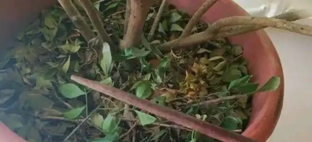 樹蘭「唰唰」掉黃葉,趕緊做好這3步,再遲會兒,變光桿