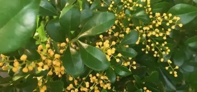 樹蘭「唰唰」掉黃葉,趕緊做好這3步,再遲會兒,變光桿