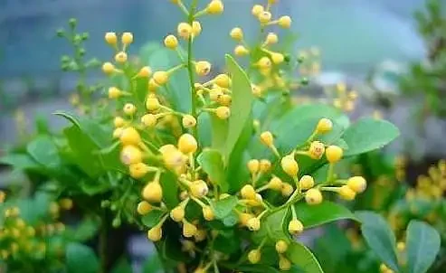 樹蘭「唰唰」掉黃葉,趕緊做好這3步,再遲會兒,變光桿