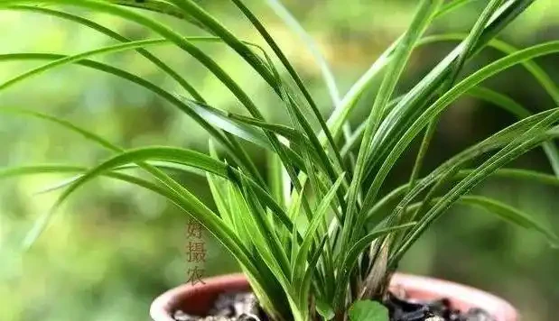 遇到這樣的斷葉蘭花，不要再錯過了，養成壯苗很容易
