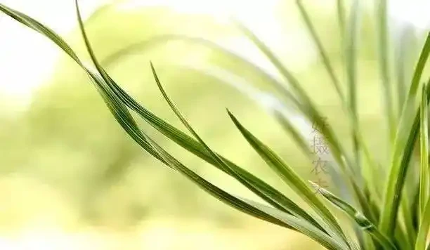 遇到這樣的斷葉蘭花，不要再錯過了，養成壯苗很容易