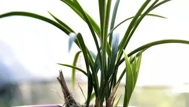 遇到這樣的斷葉蘭花，不要再錯過了，養成壯苗很容易