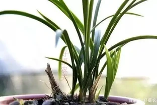 遇到這樣的斷葉蘭花，不要再錯過了，養成壯苗很容易