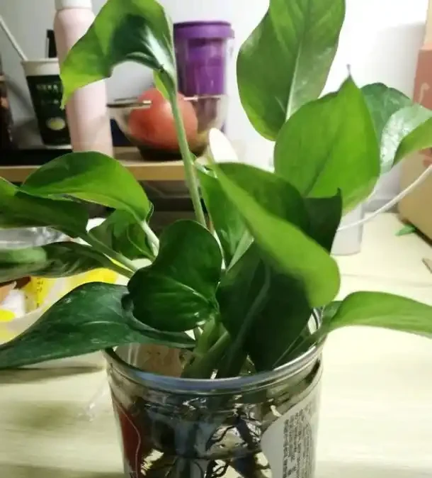 水耕黃金葛,加2種「料」,葉片油綠瘋長不停,長成「綠瀑布」