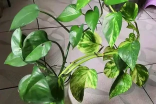 水耕黃金葛，加2種「料」，葉片油綠瘋長不停，長成「綠瀑布」