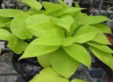 黃金葛有7個品種,多數人只見過「後2種」,這才是「高顏值」黃金葛