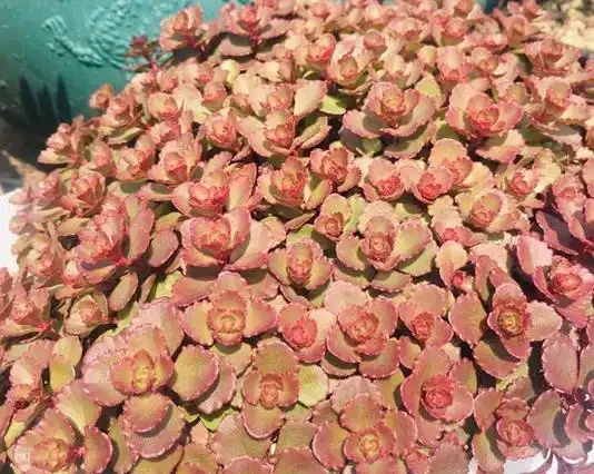 小球玫瑰葉子掉光了不要著急,試試這樣救治,說不定就能脫變