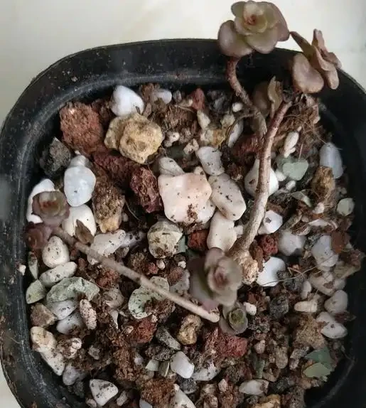 小球玫瑰葉子掉光了不要著急,試試這樣救治,說不定就能脫變