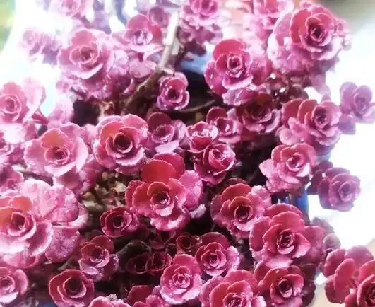 小球玫瑰葉子掉光了不要著急,試試這樣救治,說不定就能脫變