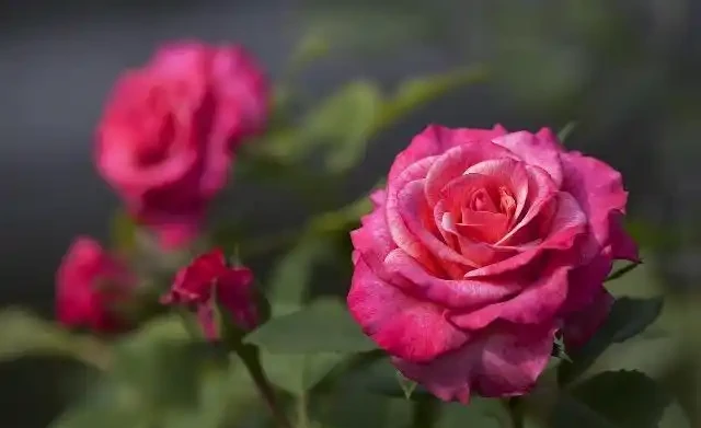 玫瑰花枯萎了,得知原因後一個舉動讓玫瑰開花壓彎枝,花友必看