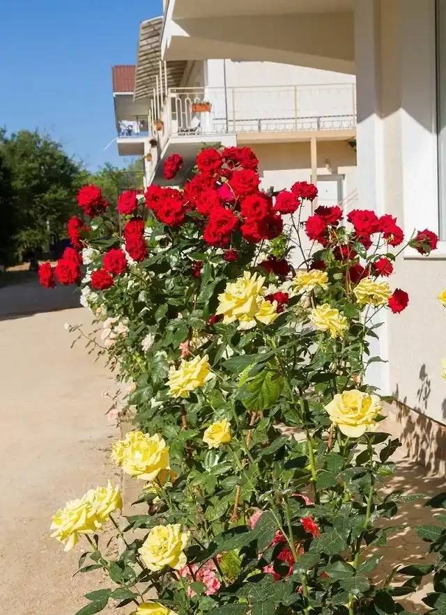 玫瑰花枯萎了,得知原因後一個舉動讓玫瑰開花壓彎枝,花友必看