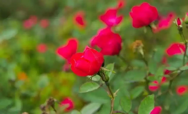 玫瑰花枯萎了,得知原因後一個舉動讓玫瑰開花壓彎枝,花友必看
