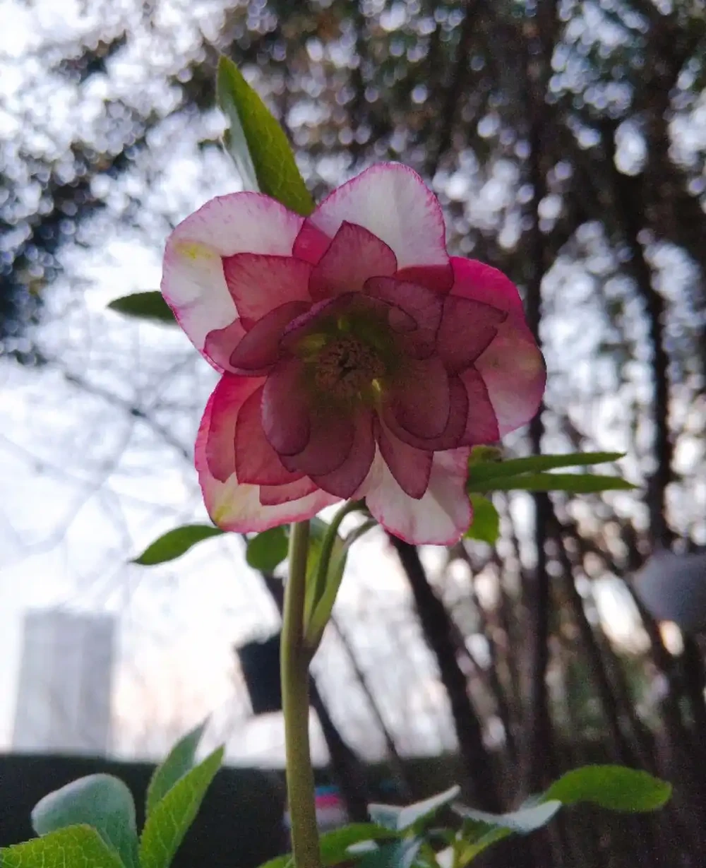 4種花,名字帶「玫瑰」二字,其實跟玫瑰沒啥關係,很多人被誤導了