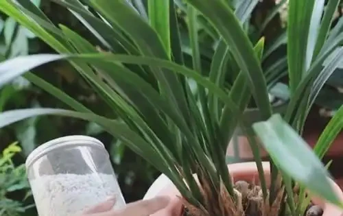蘭花總是焦尖?原來是這些原因造成的,教你快速有效地處理焦尖!
