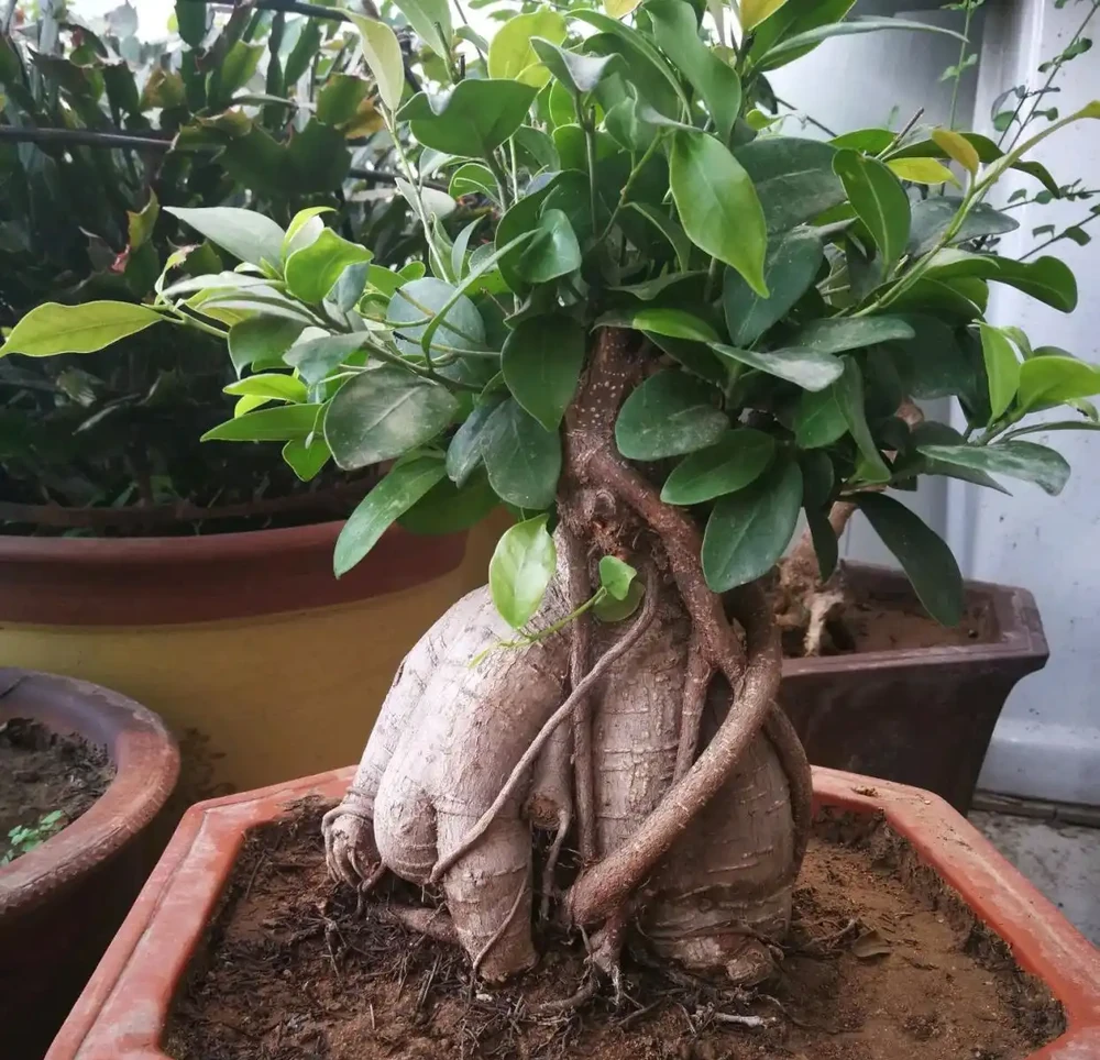 怎麼讓榕樹盆景的根系快速變粗?6種方法總有1種適合你,太棒了