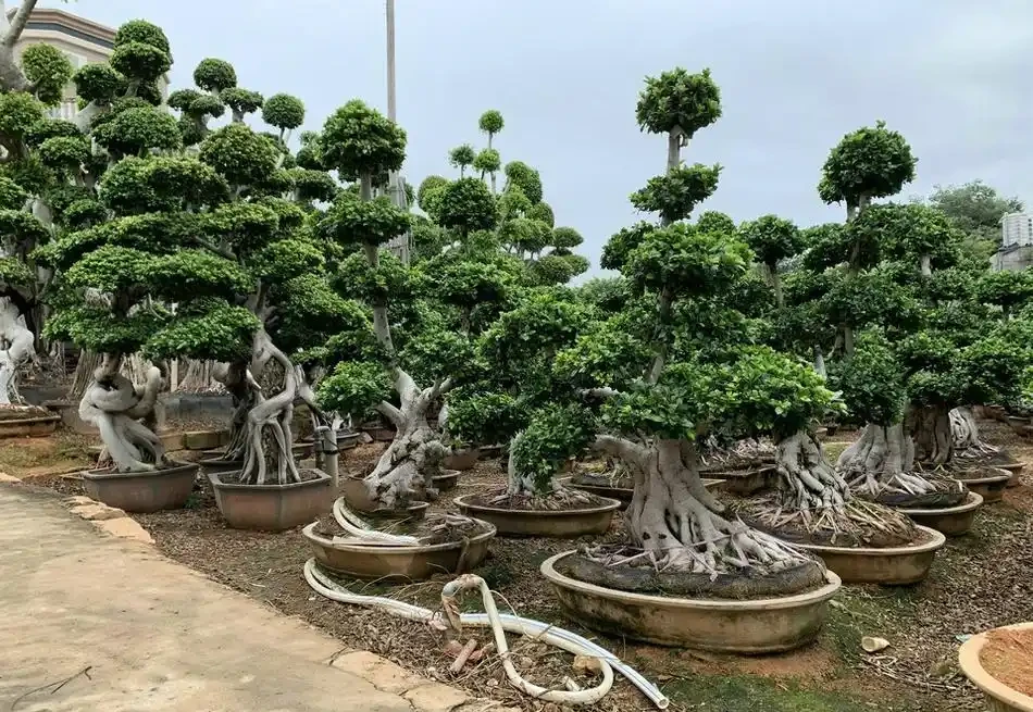 怎麼讓榕樹盆景的根系快速變粗?6種方法總有1種適合你,太棒了