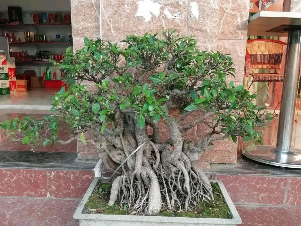 怎麼讓榕樹盆景的根系快速變粗?6種方法總有1種適合你,太棒了