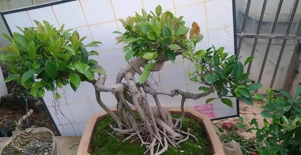 怎麼讓榕樹盆景的根系快速變粗?6種方法總有1種適合你,太棒了