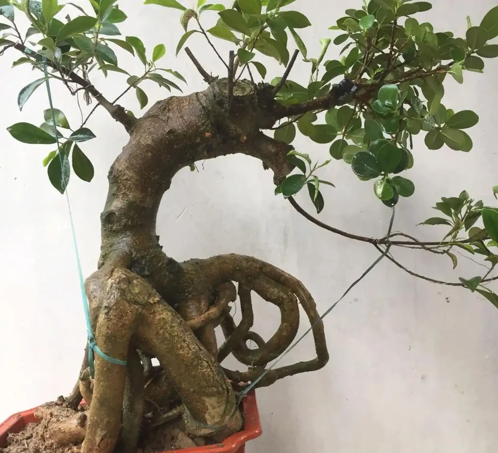怎麼讓榕樹盆景的根系快速變粗?6種方法總有1種適合你,太棒了