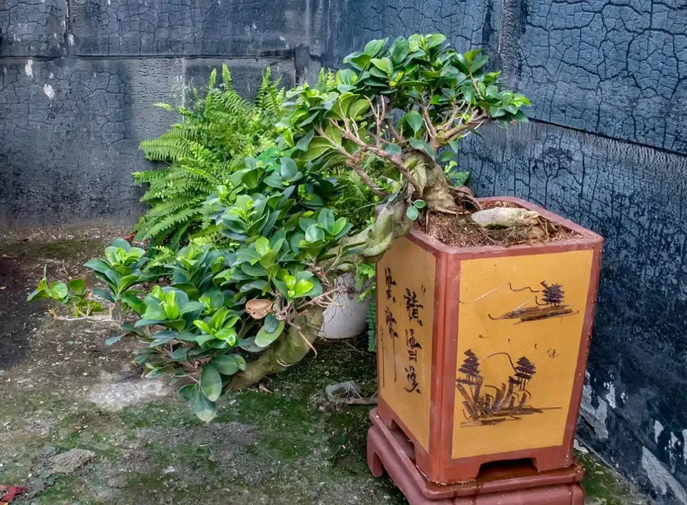 怎麼讓榕樹盆景的根系快速變粗?6種方法總有1種適合你,太棒了