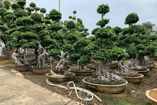 怎麼讓榕樹盆景的根系快速變粗？6種方法總有1種適合你，太棒了