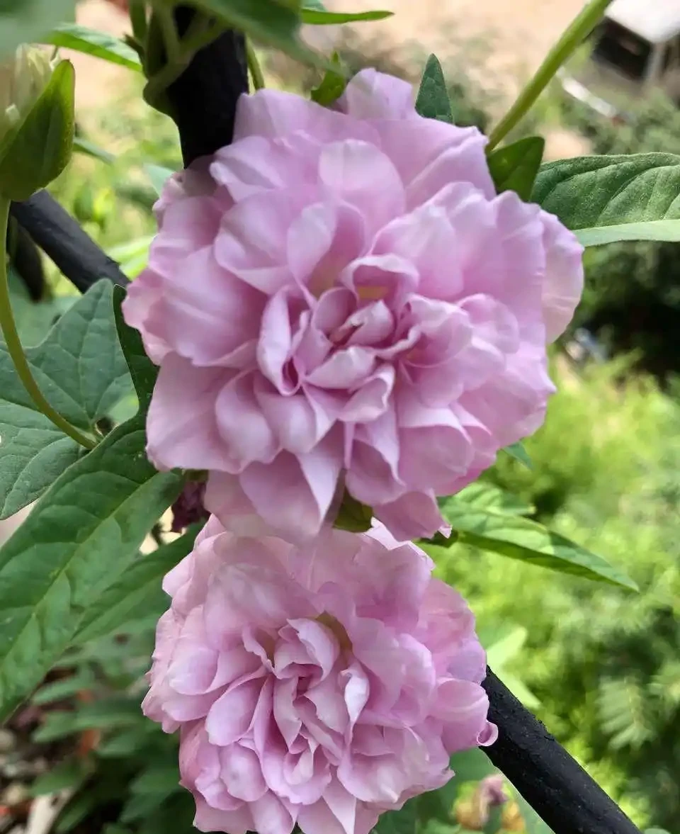 這些花,名字裡都帶「牡丹」一詞,其實並不是牡丹花,別被坑了