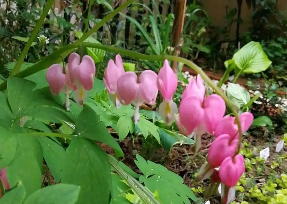 這些花,名字裡都帶「牡丹」一詞,其實並不是牡丹花,別被坑了