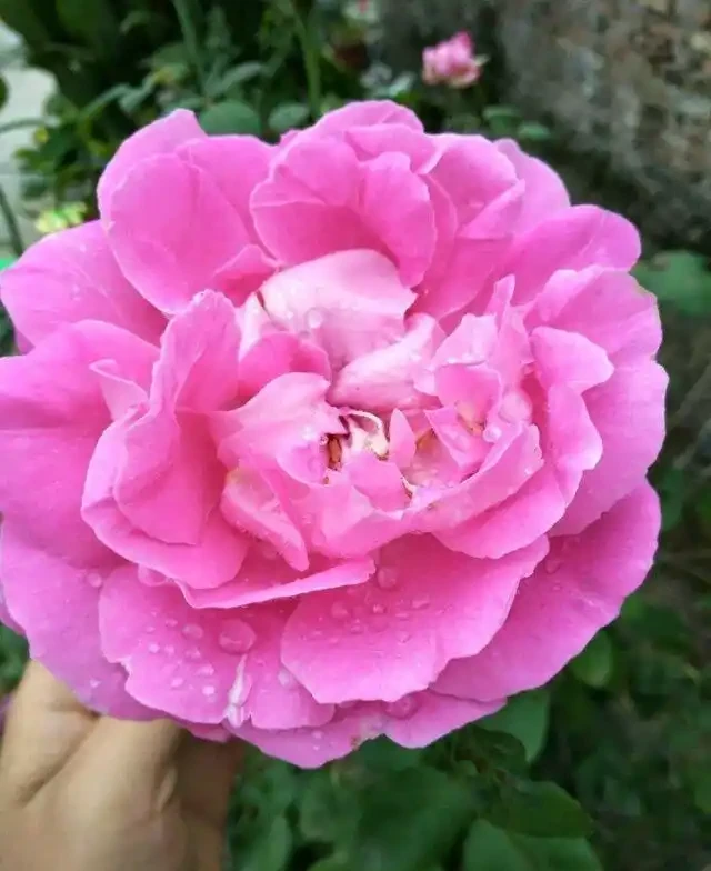 這些花,名字裡都帶「牡丹」一詞,其實並不是牡丹花,別被坑了