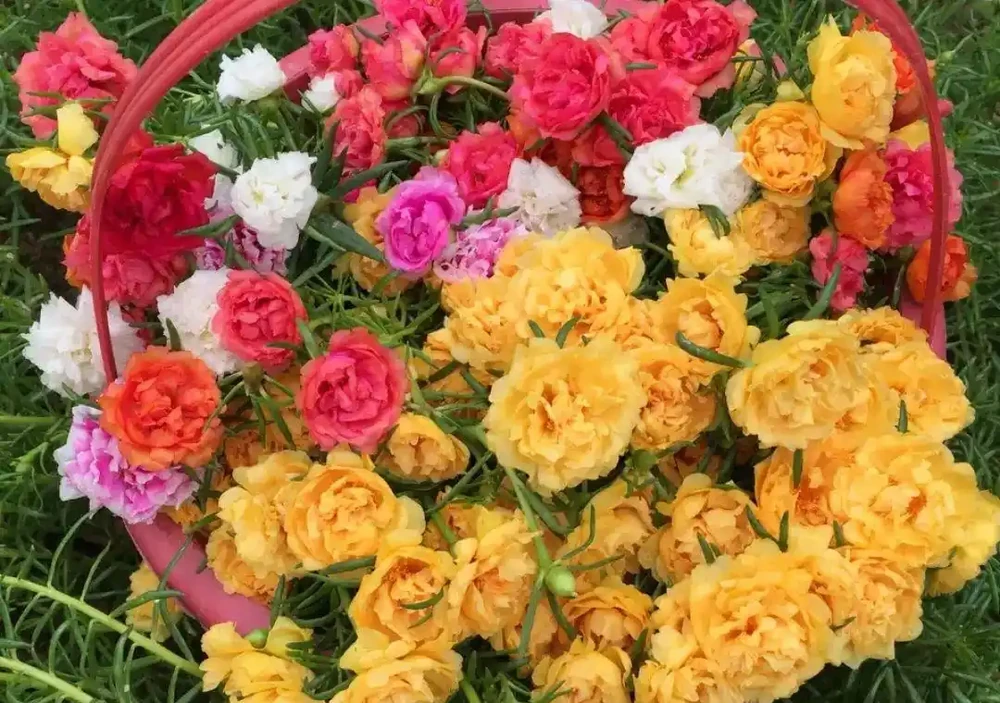 這些花,名字裡都帶「牡丹」一詞,其實並不是牡丹花,別被坑了