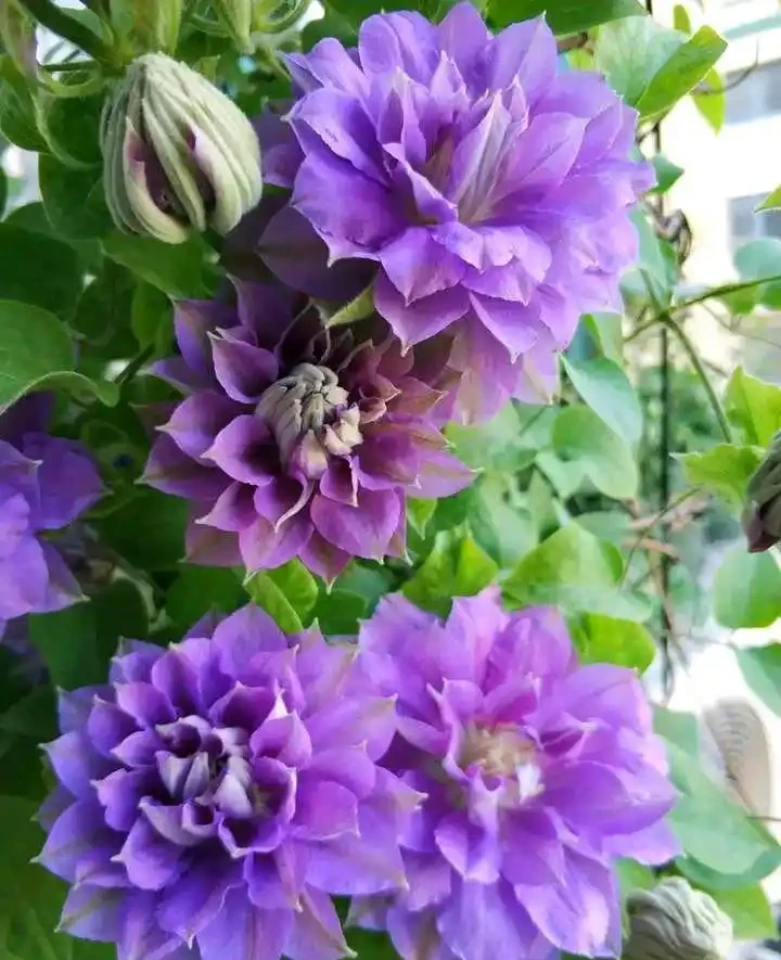 這些花,名字裡都帶「牡丹」一詞,其實並不是牡丹花,別被坑了