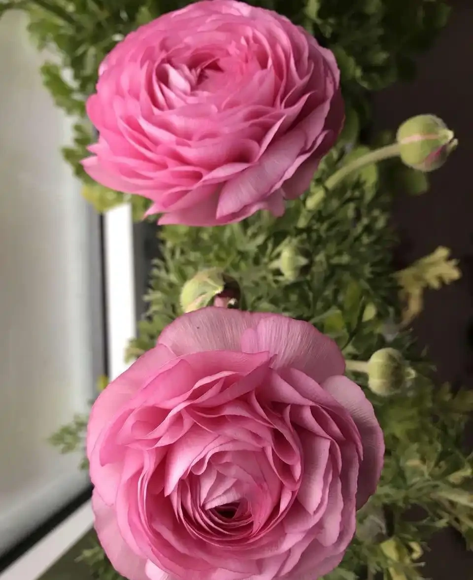 這些花,名字裡都帶「牡丹」一詞,其實並不是牡丹花,別被坑了