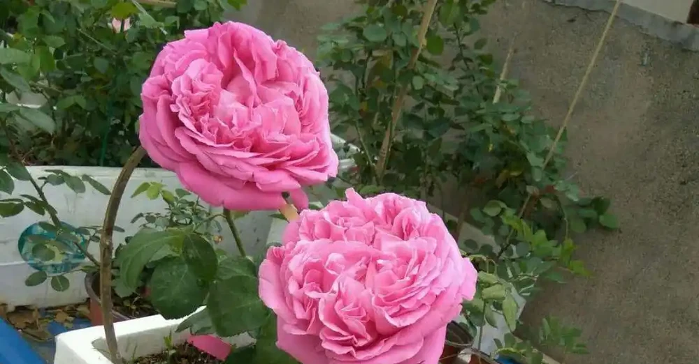 這些花,名字裡都帶「牡丹」一詞,其實並不是牡丹花,別被坑了