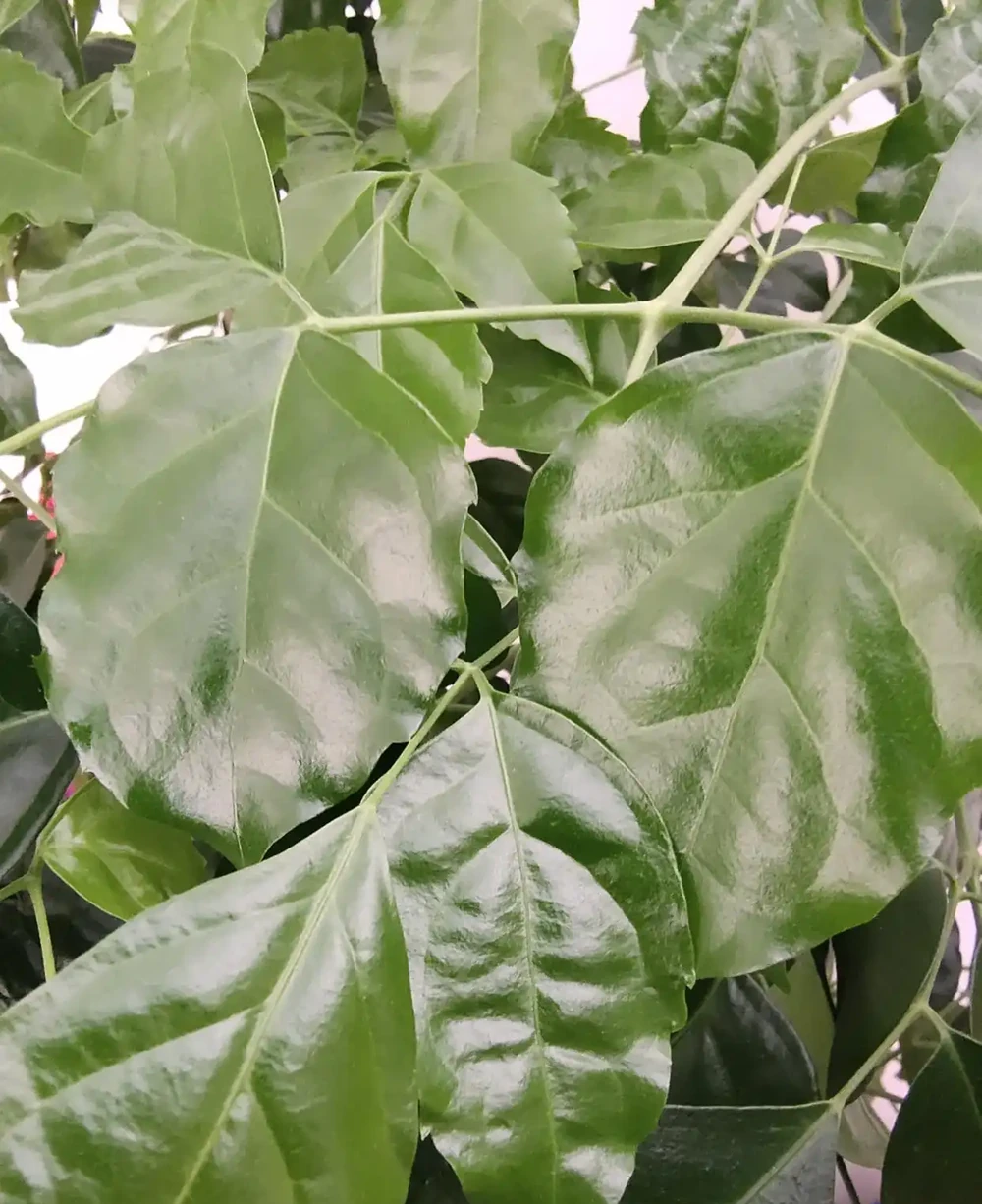 幸福樹施什麼肥好?怎樣施肥?我的經驗是這樣的!
