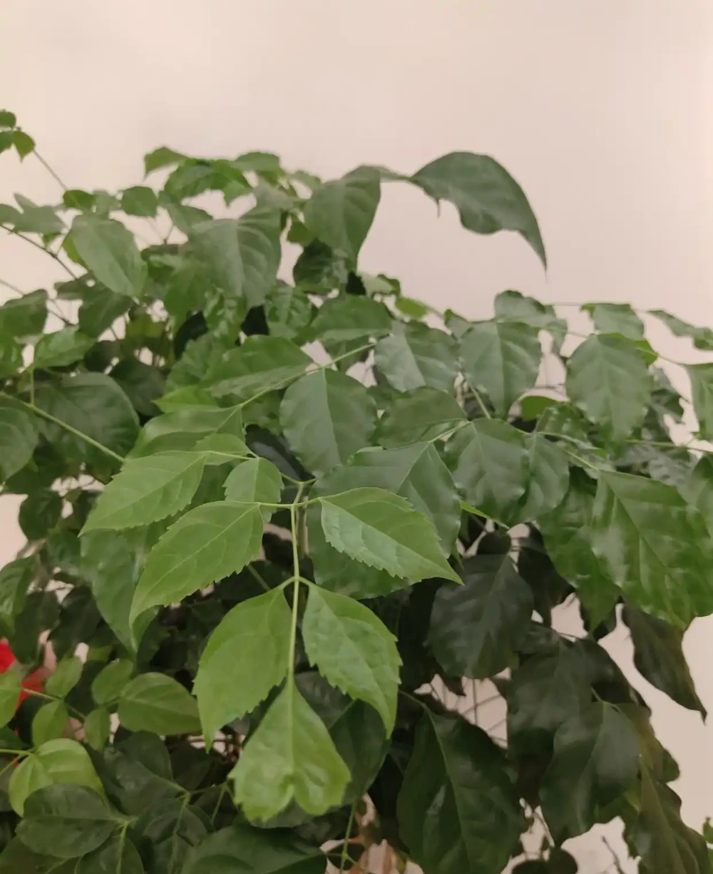 幸福樹施什麼肥好?怎樣施肥?我的經驗是這樣的!