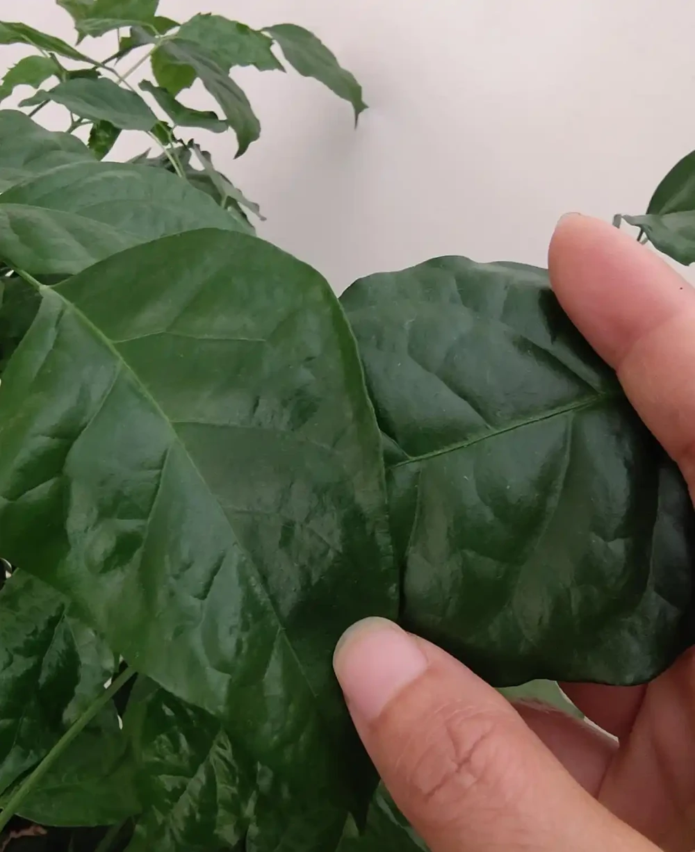 幸福樹施什麼肥好?怎樣施肥?我的經驗是這樣的!