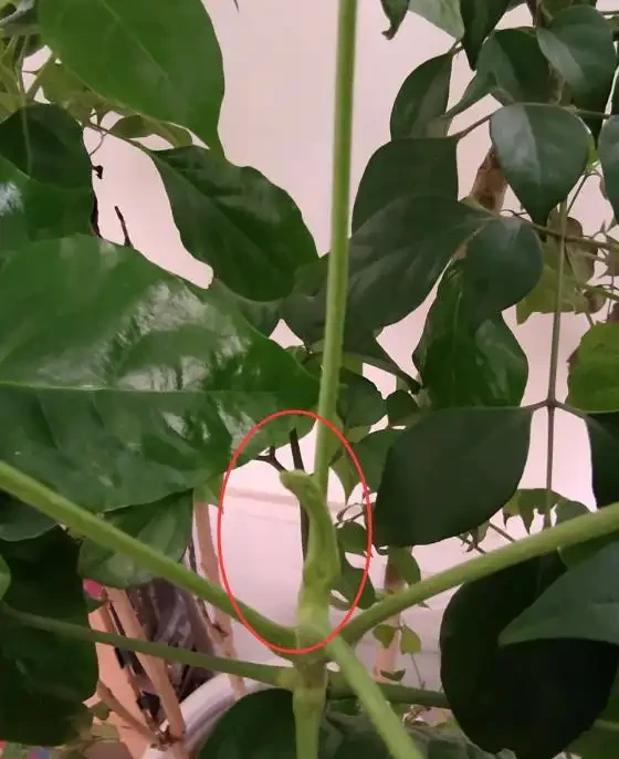 幸福樹施什麼肥好?怎樣施肥?我的經驗是這樣的!